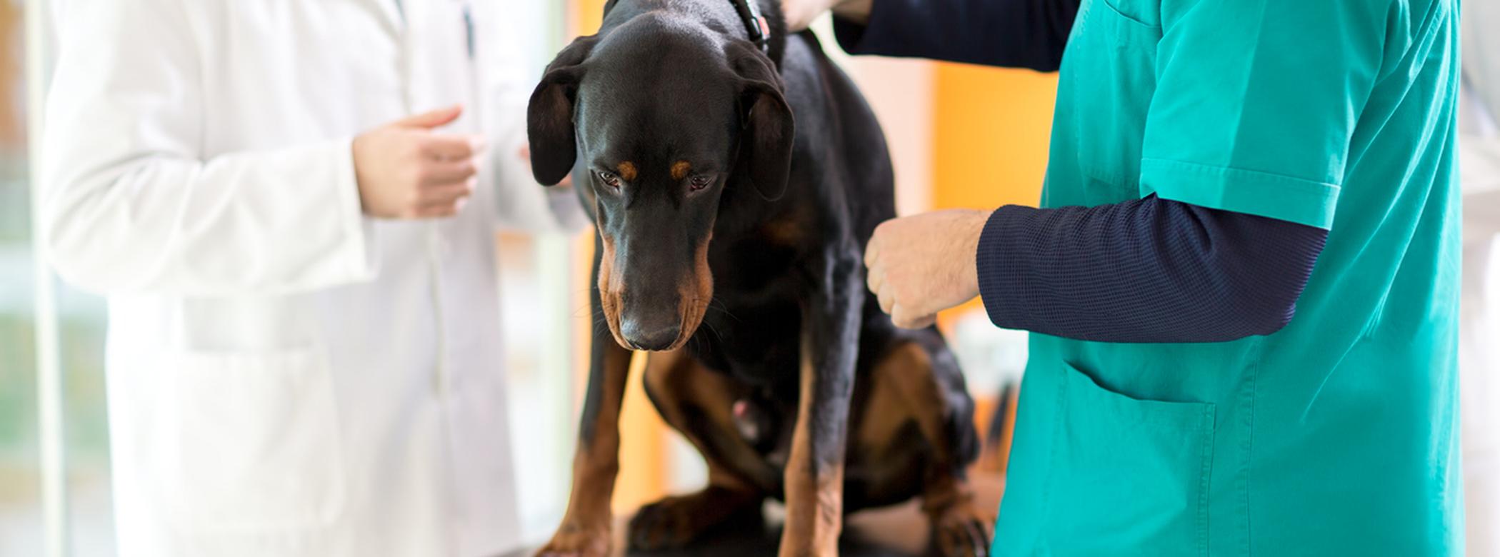 A dog at the vet