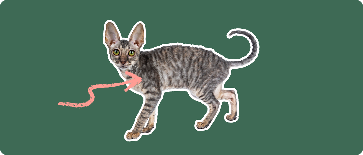 A Cornish rex cat cut out with a white outline, with a pink arrow pointing to it's chest, on a solid green background