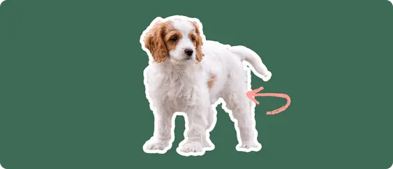 Cavachon puppy