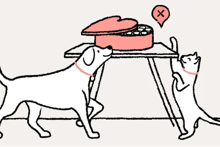 A dog and cat reaching for chocoloate