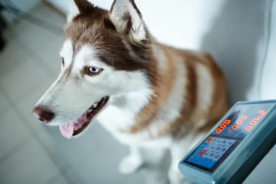 A brown and white Husky gets weighed at the vets.
