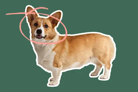 Corgi