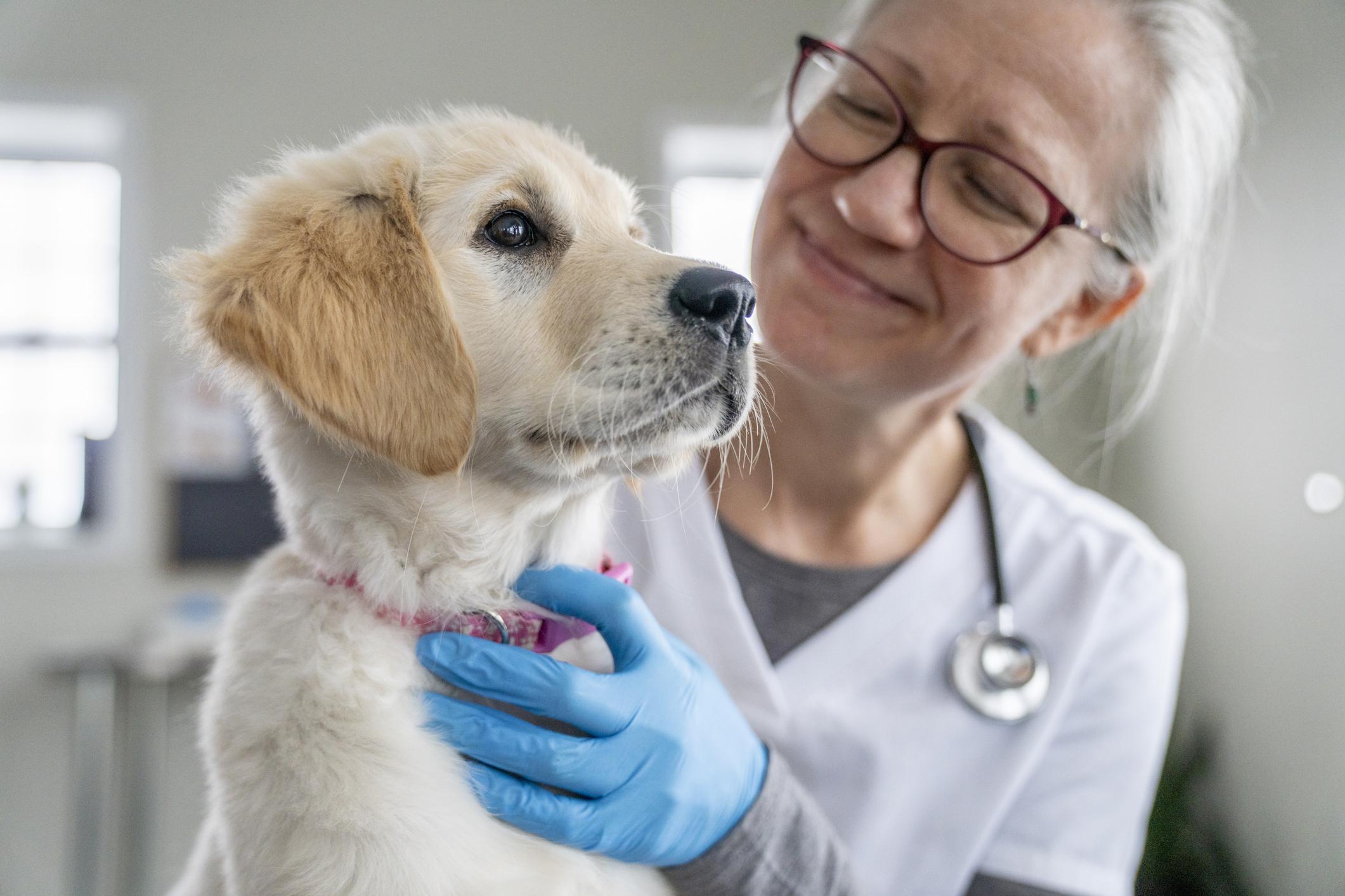 A Golden Retriever puppy looks off-camera as a vet examines them