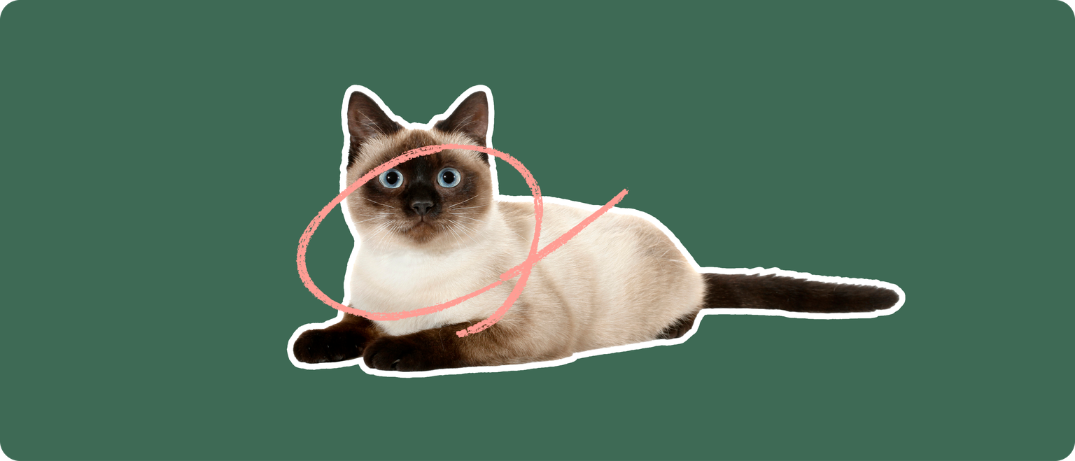A Thai cat cut out with a white outline, with a pink circle around it's face and neck, on a solid green background