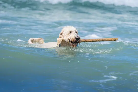 poodle mix holding a stick while swimming in the ocean