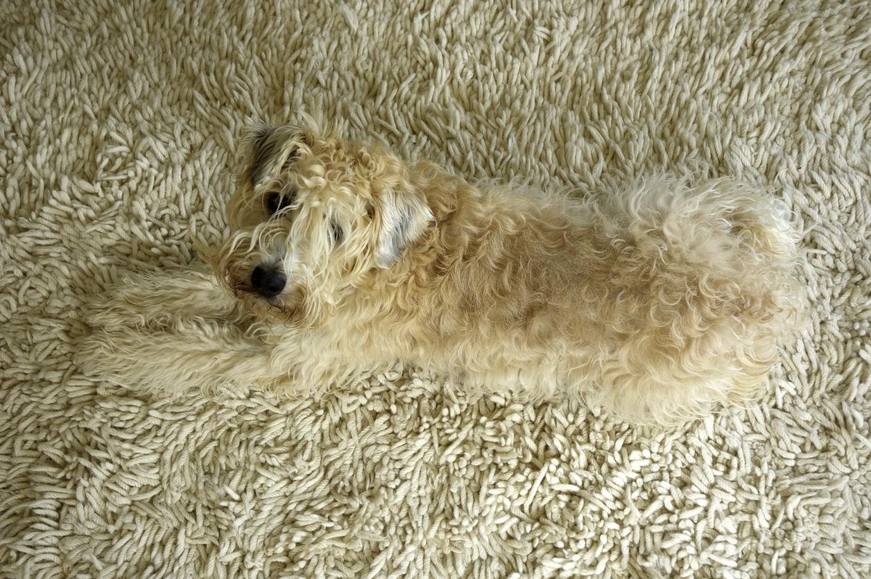 Image of a brown Wheaten Terrier