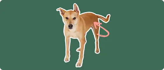 Carolina dog with a pink arrow drawn to its hip