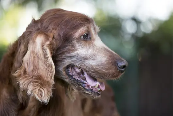 Face of an old beautiful Irish Setter pet dog as panting in summer