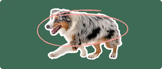 Image of an Australian Shepherd with a pink circle drawn over its body