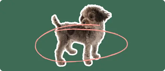 Chipoo with a pink arrow drawn around its body