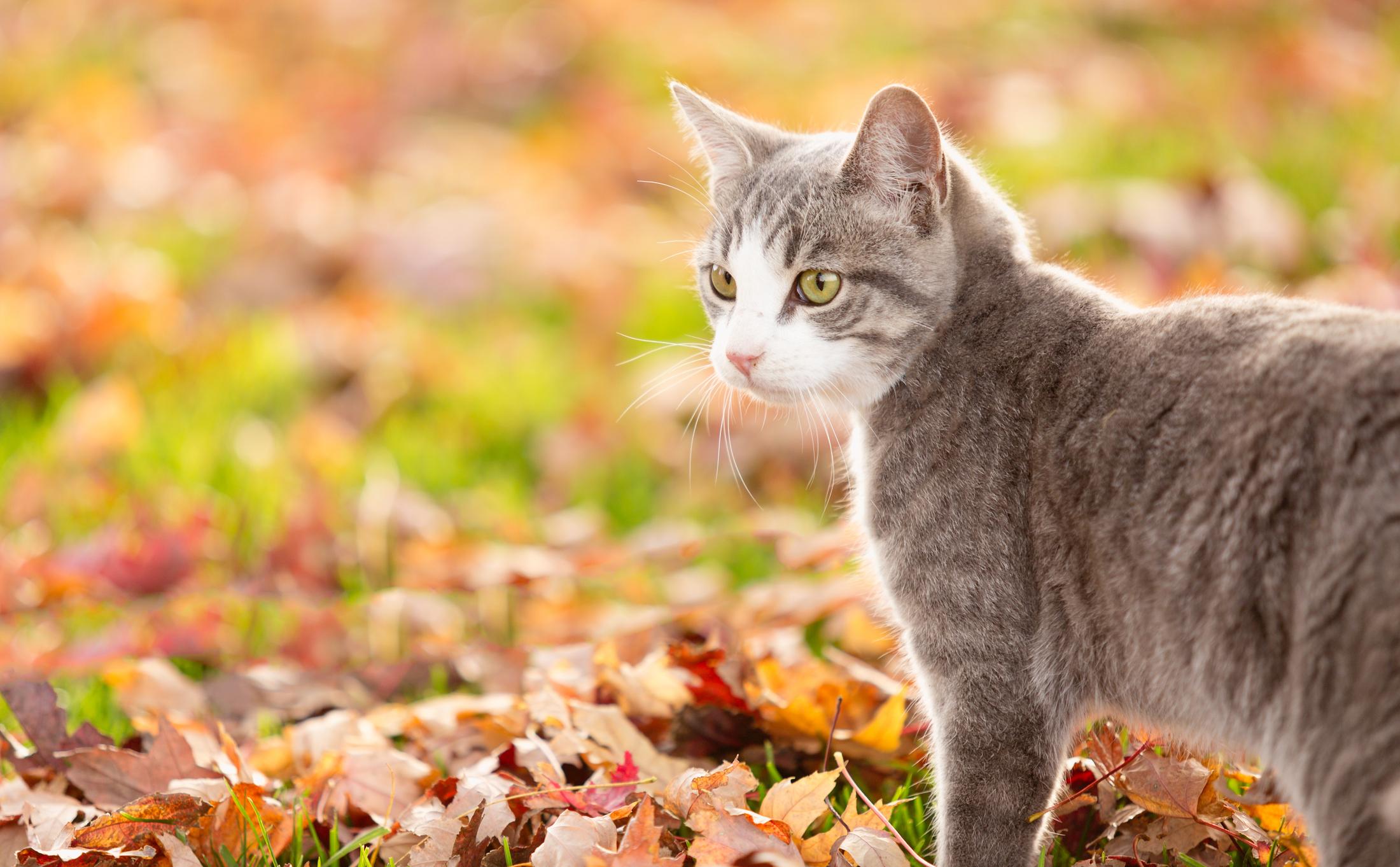 A grey cat stands in a field with crunchy autumnal leaves on the ground, they're turning their head to the side