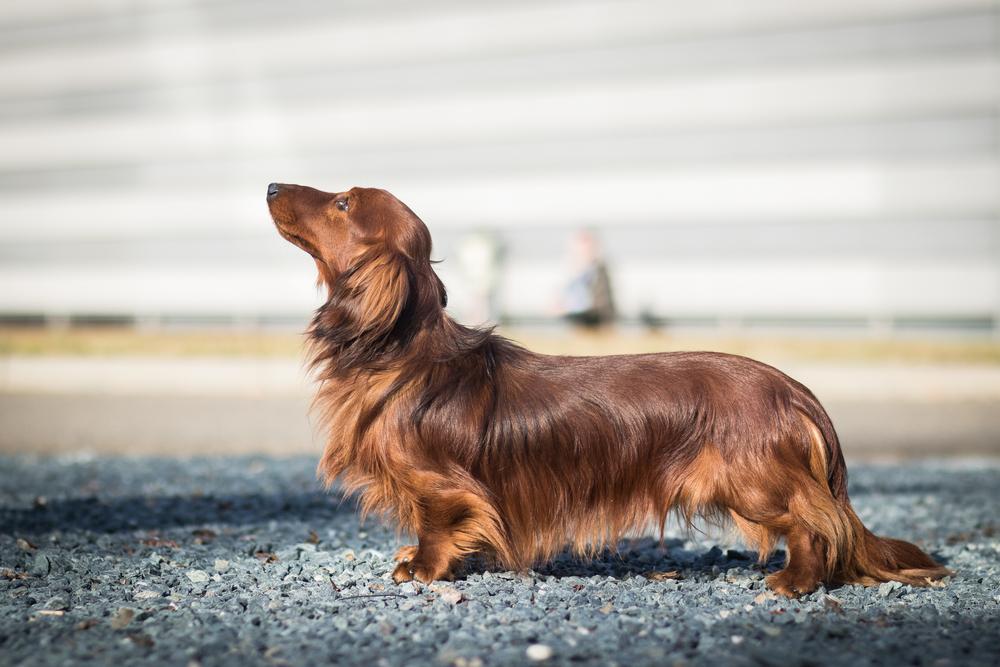 Long-haired dachshund