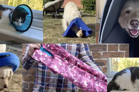 Cone of shame alternatives