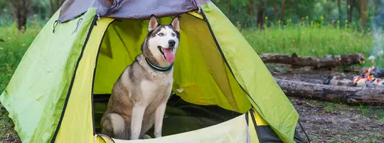 A husky dog sitting in a tent with a campfire in the background, creating a cozy camping atmosphere.