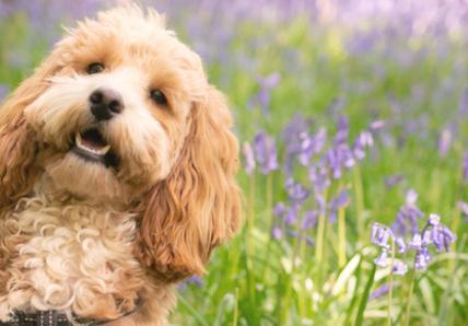 Cockapoo in lavender field