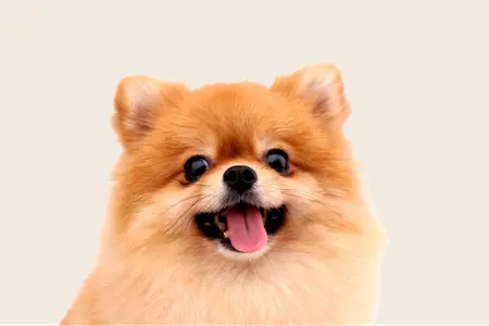 Image of a brown Pomeranian with its tongue out looking into the camera on a beige background