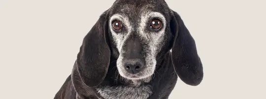 Old dog