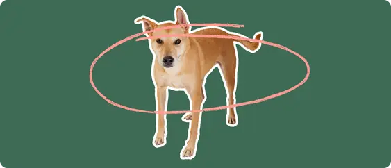 Carolina Dog with a pink circle drawn around its body