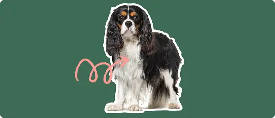 Image of a black-and-brown cavalier king charles spaniel with a pink arrow drawn to its chest