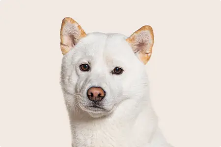 White Shiba Inu looking into the camera
