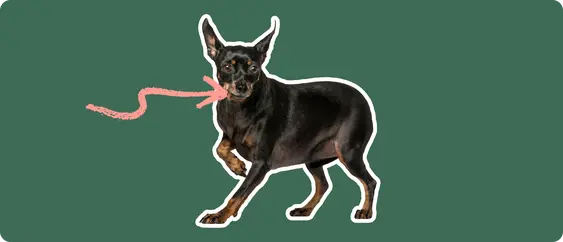Miniature Pinscher with a pink arrow drawn to its mouth