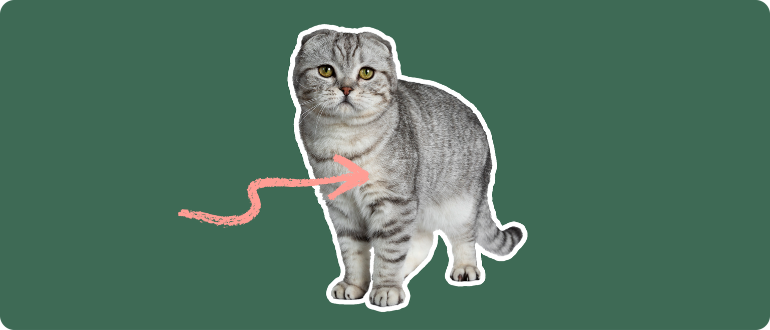 A grey and white scottish fold cat cut out, with a white outline, with a pink arrow pointing to it's chest, on a solid green background