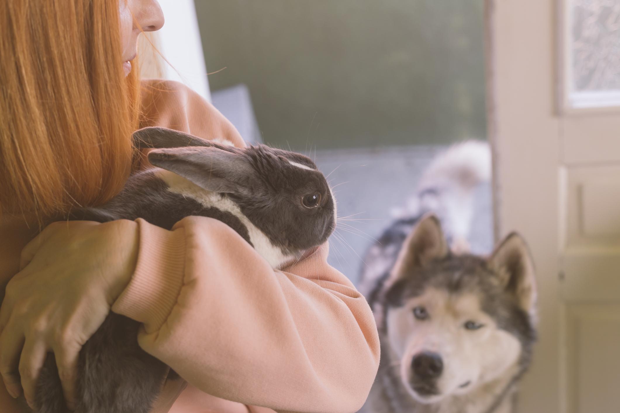 A jealous Husky looks on as their owner holds a bunny