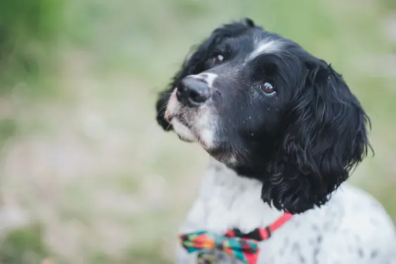 An old elderly English Springer Spaniel dog at 14 years age, Happy and enjoying life.