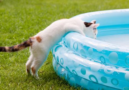 A white cat leaning into a kiddie pool outside in the grass