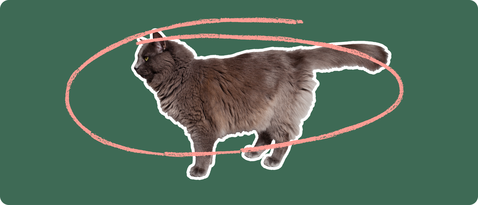 The sideview of a fluffy dark grey cat cut out with a white outline, with a pink circle around it's body, on a solid green background