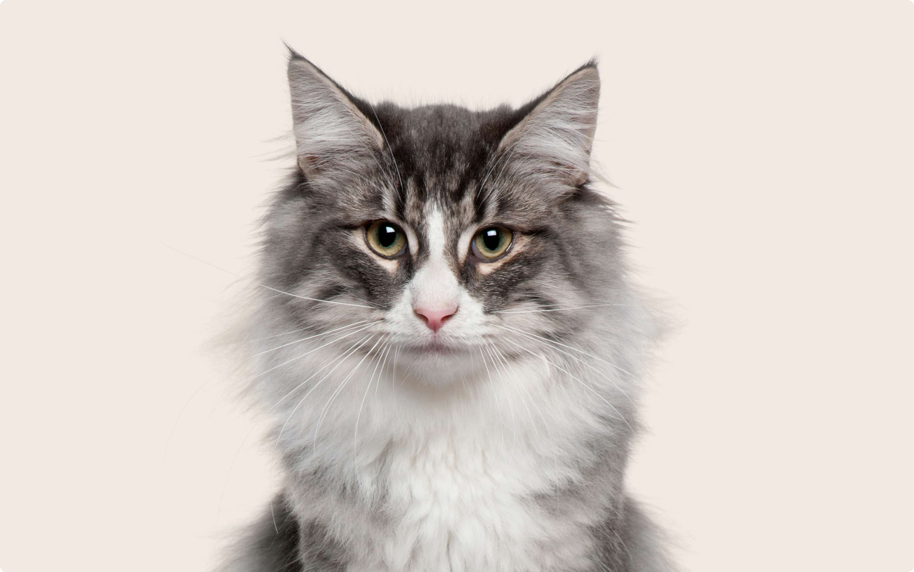 Close up of a Norwegian forest cat on a beige background