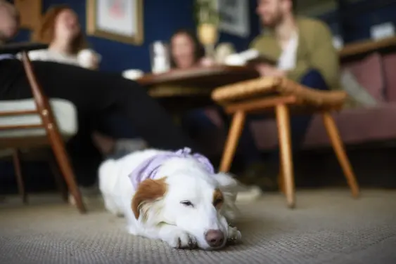 dog laying on carpet in coffee shop