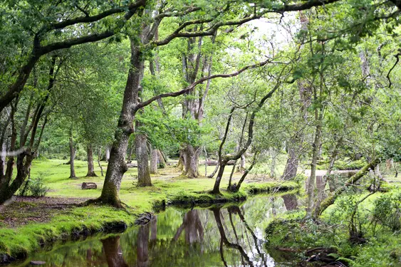 Image of New Forest Park on a cloudy day near a river