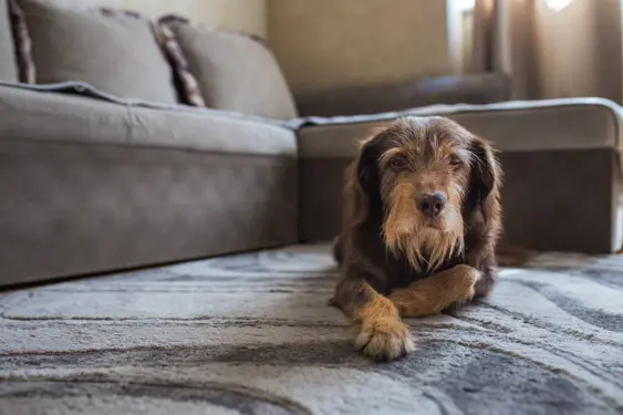 Old mutt terrier dog lying down on the floor near couch