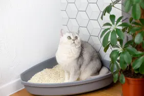 A white cat sits in the corner of a room in their litter box, they're looking to the side