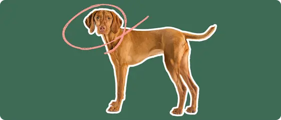 Image of a brown Vizsla with a pink circle drawn around its head