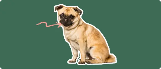 Chug breed dog with a pink arrow drawn to its jaw