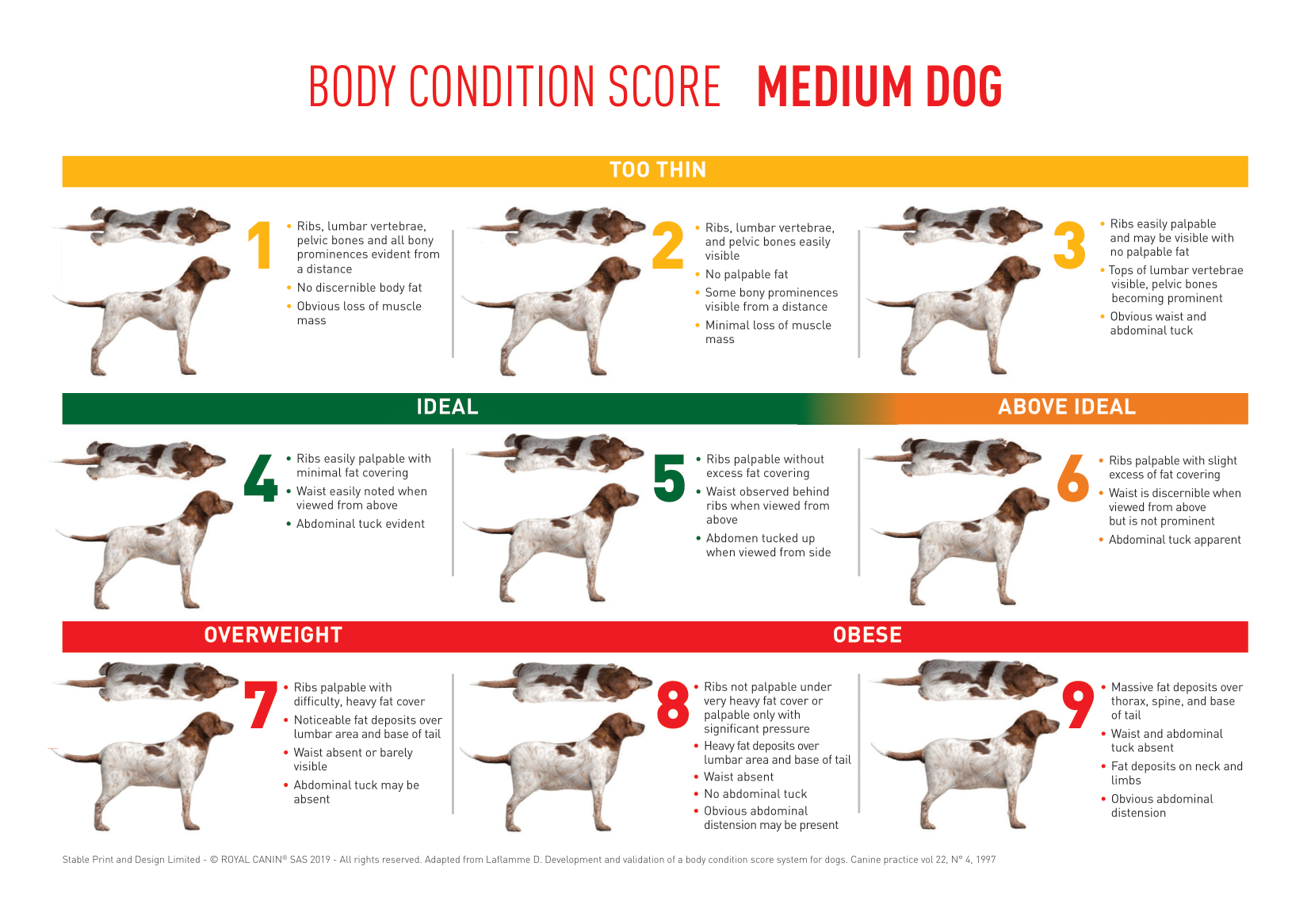 A body condition scoring chart made for a medium dog - it goes from 1 (too thin) to 9 (obese)