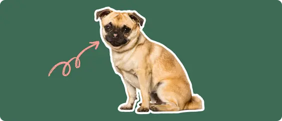 Chug breed dog with pink arrow drawn to its face