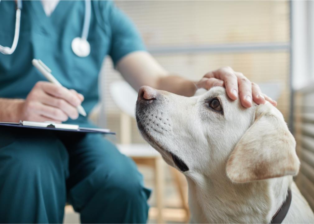 Dog in vet's office