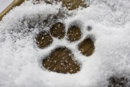 paw print in snow