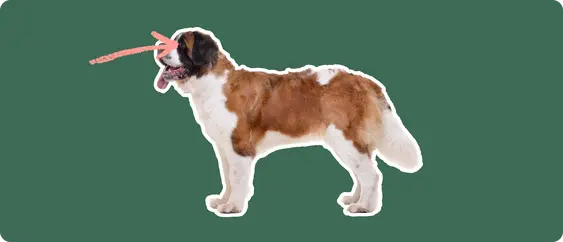 The sideview of a Saint Bernard dog standing, cut out with a white outline, with a pink arrow pointing to it's eye, on a solid green background