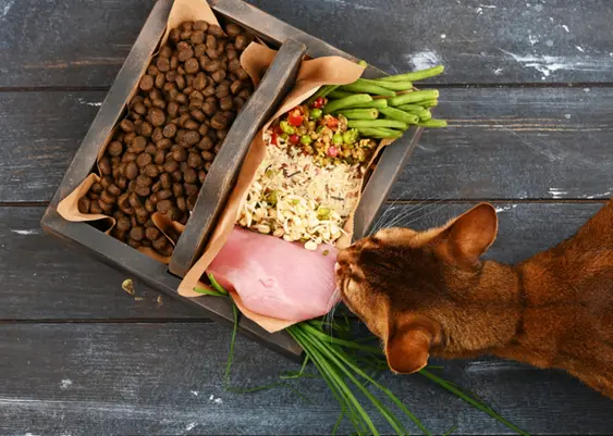 Cat in front of food dish