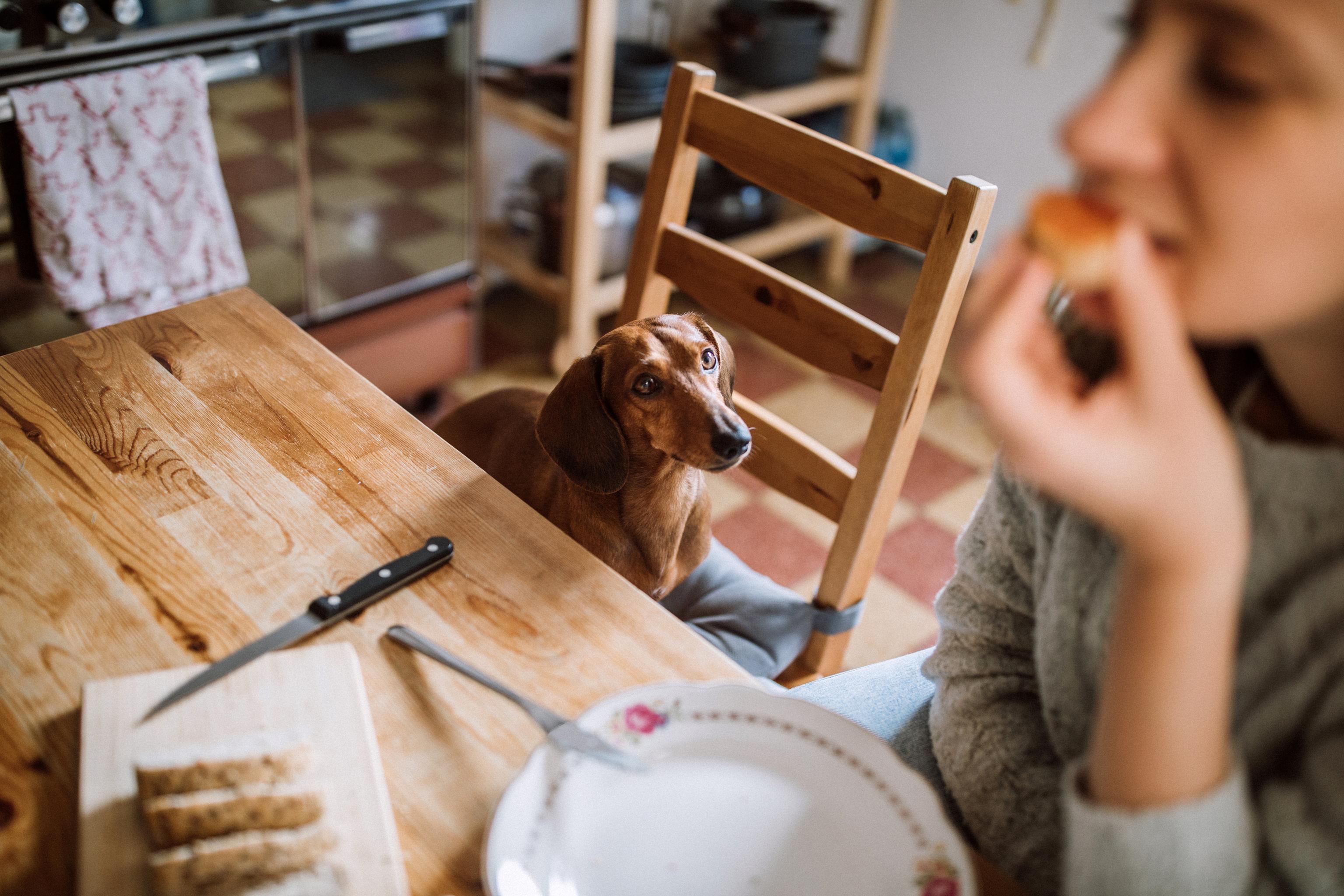 A brown Dachshund sits on a chair and looks up at a woman as she eats a piece of cake