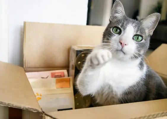 Cat in a box