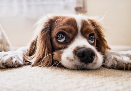 Puppy Eyes That Melt Your Heart