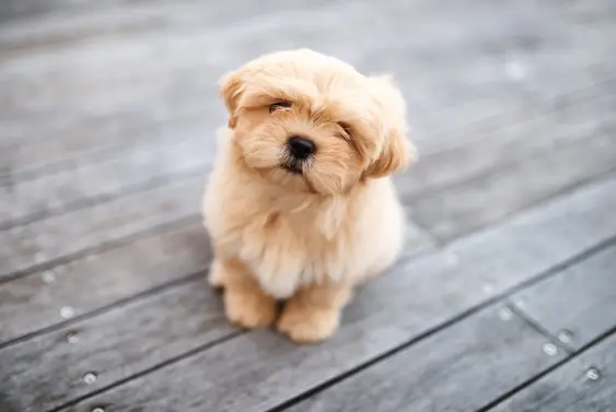 Gold Shih Tzu