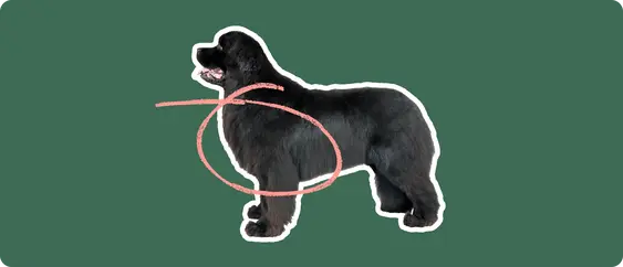 Image of a black Newfoundland dog with a pink circle drawn over its chest