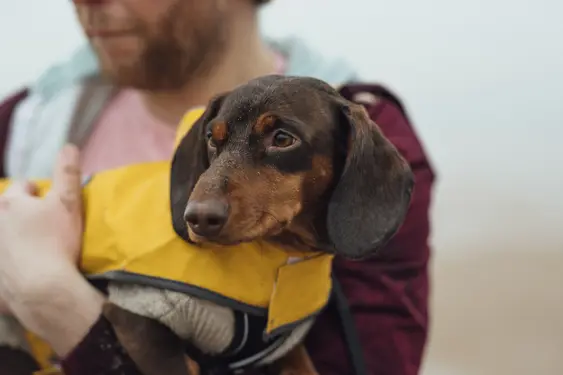 Image of a brown Daschund in a yellow jacket