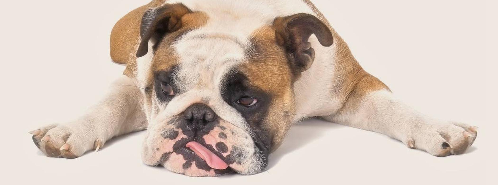 Bulldog laying on his belly with tongue hanging out